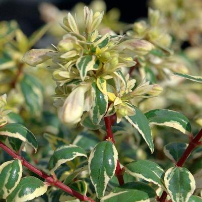 Abelia x grandiflora Suntastic&trade; Radiance