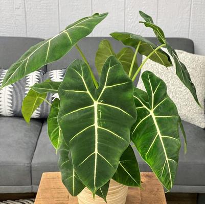 Alocasia Mythic&trade; Frydek