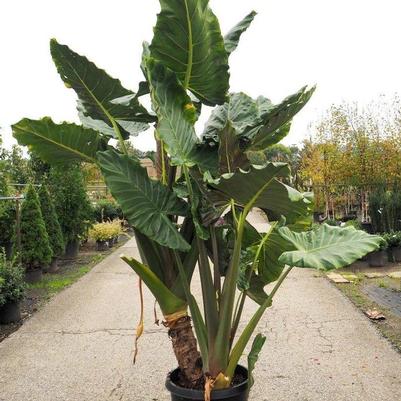 Alocasia Masquerade&trade; Kuching Mask