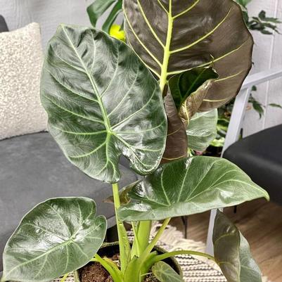 Alocasia Regal Shields