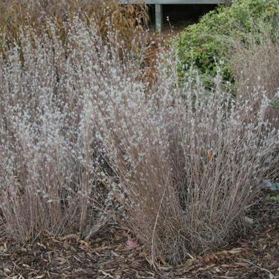 Andropogon ternarius Black Mountain