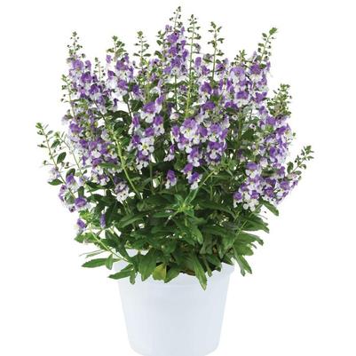 Angelonia angustifolia Alonia&trade; Big Purple Bicolor