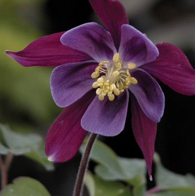 Aquilegia Biedermeier Mix