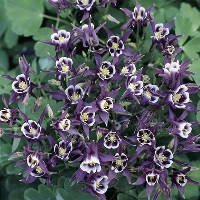 Aquilegia vulgaris Winky Purple & White