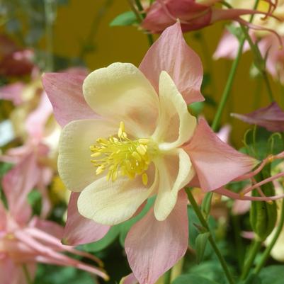 Aquilegia Swan Pink & Yellow