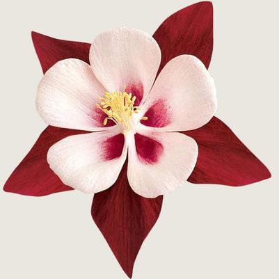 Aquilegia Swan Burgundy and White