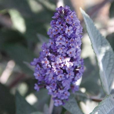 Buddleia True Blue&trade;