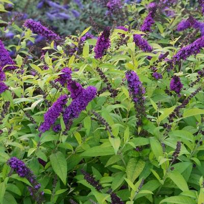 Buddleia davidii Monarch&reg; Crown Jewels