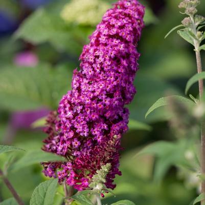 Buddleia davidii Funky Fuchsia&trade;