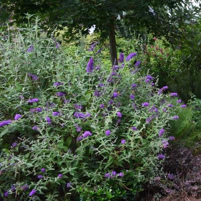 Buddleia davidii Groovy Grape&trade;