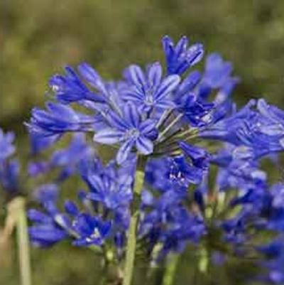 Agapanthus Little Blue Fountain&trade;