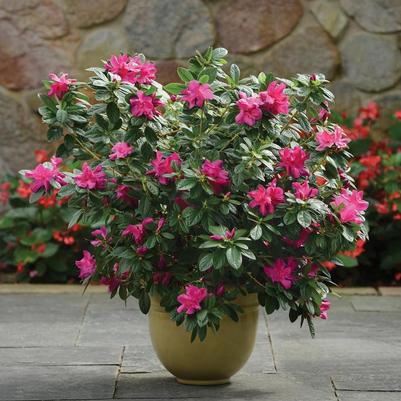 Rhododendron FlorAmore&trade; Hot Pink
