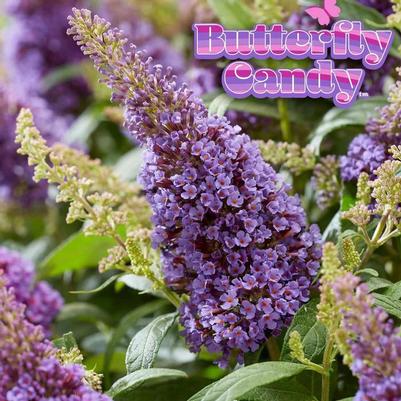 Buddleia davidii Butterfly Candy&reg; Li'l Lavender&trade;