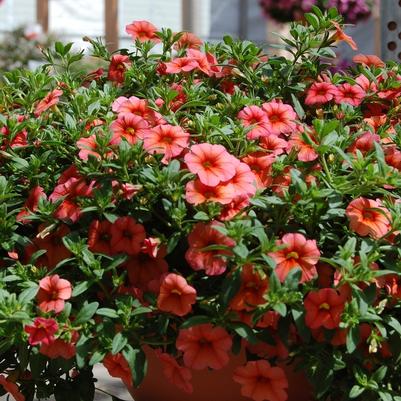 Calibrachoa Aloha Apricot