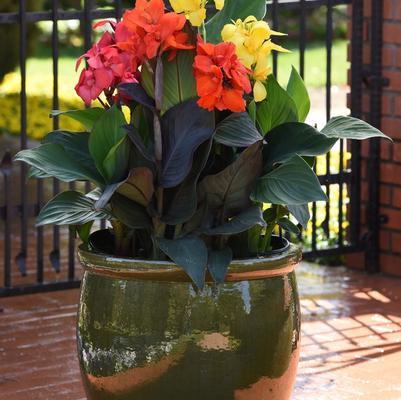 Canna x generalis Cannova&reg; Bronze Orange