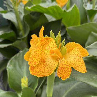 Canna x generalis Cannova&reg; Gold Leopard