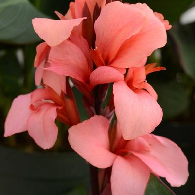 Canna x generalis Cannova&reg; Mango