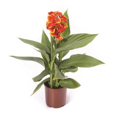 Canna x generalis Cannova&reg; Red Golden Flame