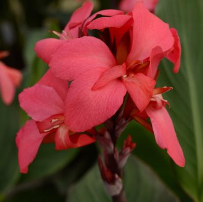 Canna x generalis Cannova&reg; Rose