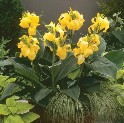 Canna x generalis Cannova&reg; Yellow