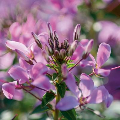 Cleome Senorita Rosalita&reg;