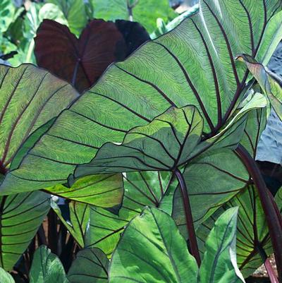 Colocasia esculenta Royal Hawaiian&reg; Blue Hawaii