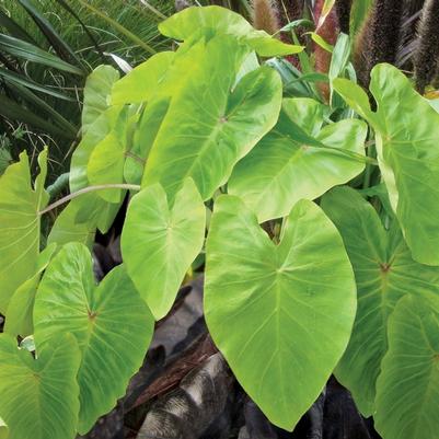 Colocasia esculenta Royal Hawaiian&reg; Maui Gold