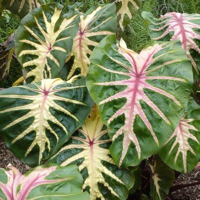 Colocasia esculenta Royal Hawaiian&reg; Waikiki