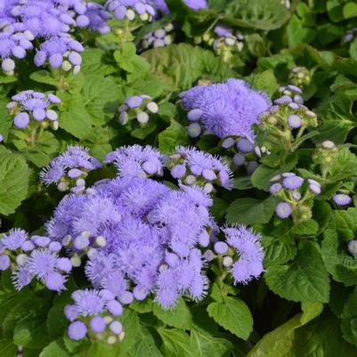 Ageratum houstonianum Blue Hawaii