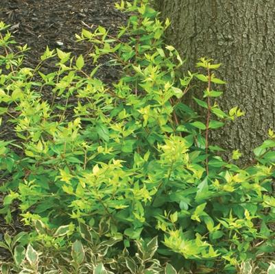 Abelia x grandiflora Bronze Anniversary&reg;