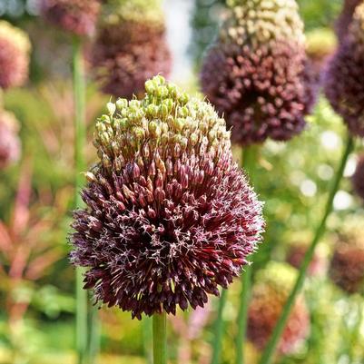 Allium amethystinum Red Mohican