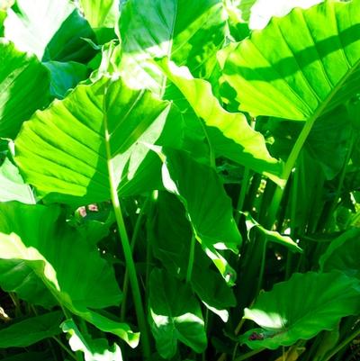 Alocasia odora California