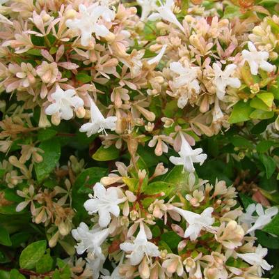 Abelia x grandiflora Eternal Sunshine&trade;