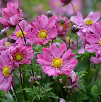 Anemone Curtain Call Deep Rose