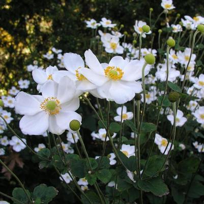 Anemone Honorine Jobert