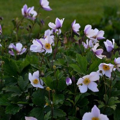 Anemone Wild Swan&trade;