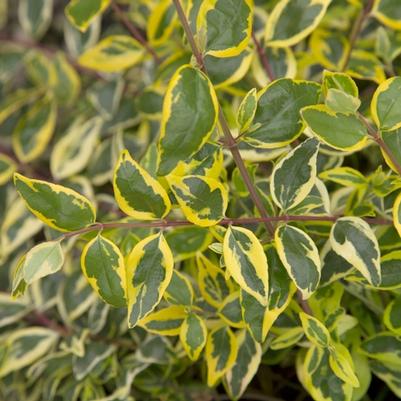 Abelia x grandiflora Miss Lemon&trade;