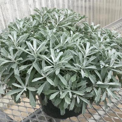 Artemisia ludoviciana GardenGhost™