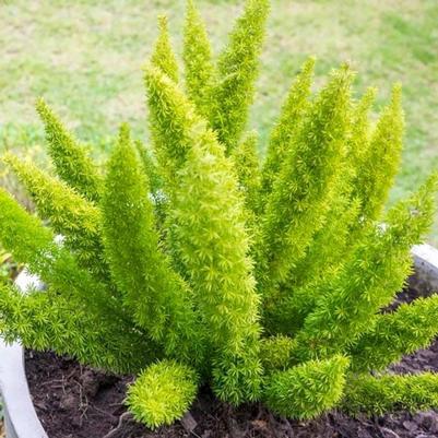 Asparagus densiflorus Myerii