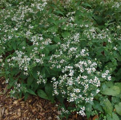 Aster divaricatus 